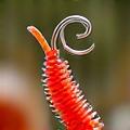 Slow Death Hook Rig