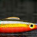 Wally Diver Crankbait